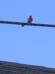 Cardinalis cardinalis
