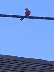 Cardinalis cardinalis