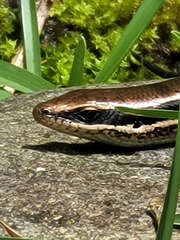 Marisora unimarginata