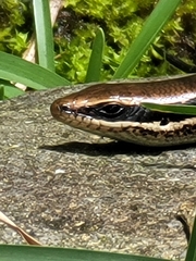 Marisora unimarginata