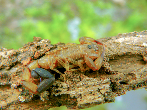Tityus gasci