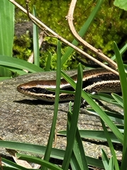 Marisora unimarginata