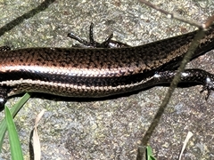 Marisora unimarginata
