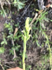 Stenoptera