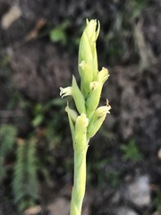 Stenoptera