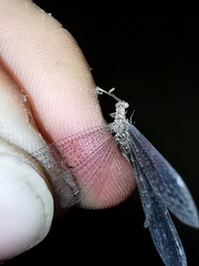 Neuroleon ochreatus
