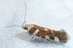 Aristotelia arenella