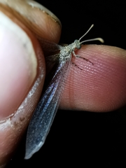 Neuroleon ochreatus