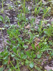 Erigeron vernus