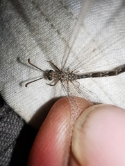 Neuroleon ochreatus