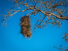 Phacellodomus rufifrons