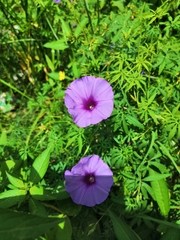 Ipomoea ternifolia ternifolia