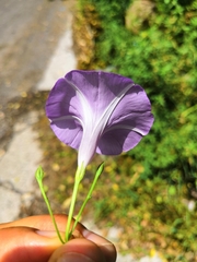 Ipomoea ternifolia ternifolia