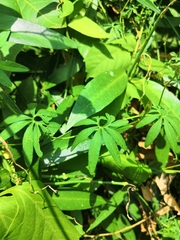 Ipomoea ternifolia ternifolia