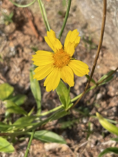 Coreopsis lanceolata