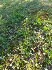 Erigeron vernus