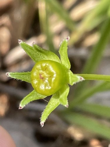 Coreopsis lanceolata
