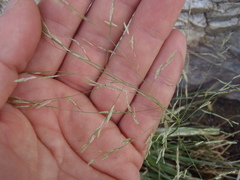 Eragrostis mexicana