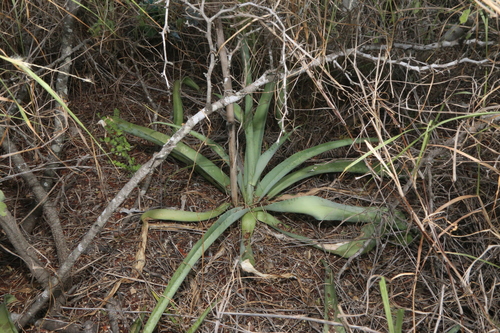 Agave sileri