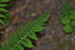 Polystichum setiferum