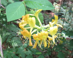 Lonicera hirsuta