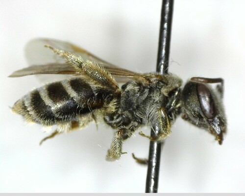 iNaturalist observation photo of Tripartite Sweat Bee