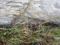 Eragrostis mexicana