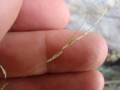 Eragrostis mexicana