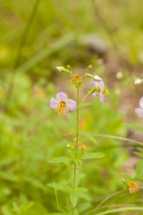Rhexia mariana mariana