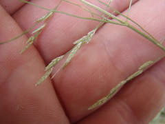 Eragrostis mexicana
