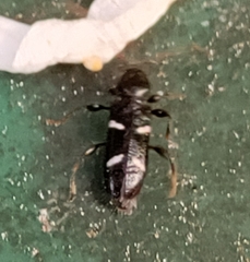 Phymatodes nitidus