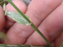 Eragrostis mexicana