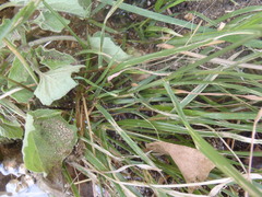 Eragrostis mexicana