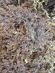 Cladonia stygia