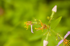 Rhexia mariana mariana