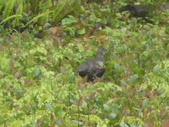 Dendragapus fuliginosus