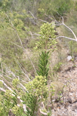 Mortonia greggii