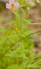 Rhexia mariana mariana