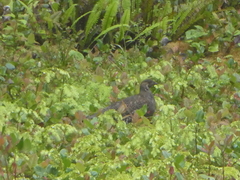 Dendragapus fuliginosus