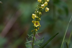 Verbascum lanatum