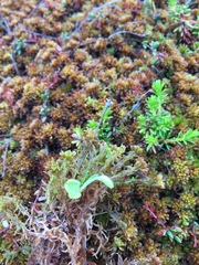 Pinguicula villosa