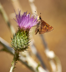 Ochlodes agricola