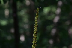 Verbascum lanatum