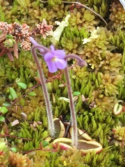 Pinguicula villosa