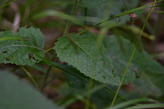 Verbascum lanatum