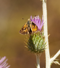 Ochlodes agricola