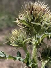 Cirsium centaureae