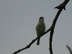 Vireo bellii