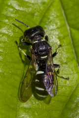 Ectemnius trifasciatus