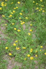 Ranunculus propinquus subborealis